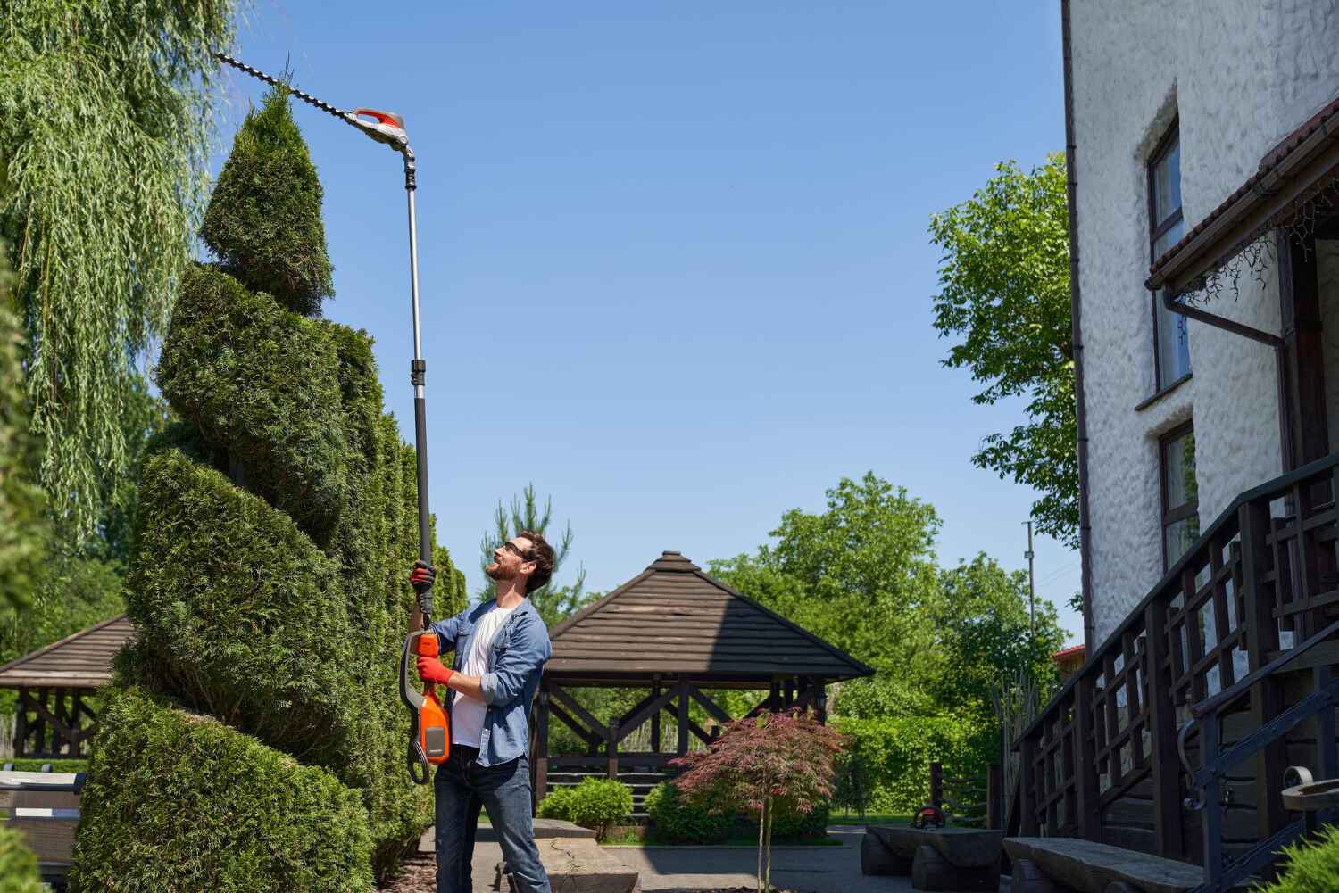 Palm Tree Trimming in University City, MO